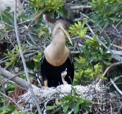 [One skinny neck with a bulbous head sticks its little beak in the air above a nest of sticks as a female anhinga looks down at it. The baby is all tan except for the dark eye and bill. The mother has a tan upper torso, neck, and head, and a black body. Her pointed bill is yellow.]